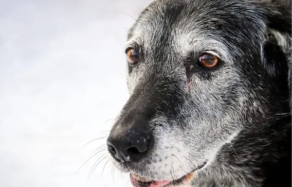 Senior dog close up shot