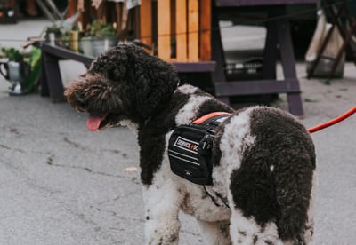 Service dog black and white labradoodle