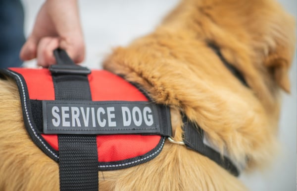 Service dog with a vet on