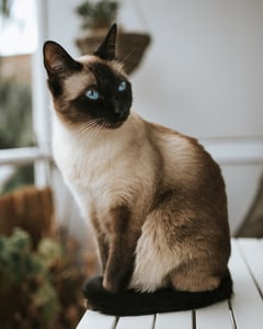 siamese cat sitting on bench