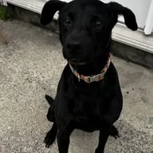 Skip's Trip to Germany's pet