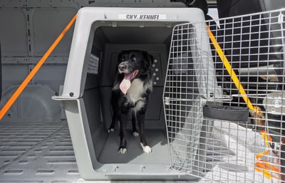 Dog preparing for international pet travel in a Sky Kennel.