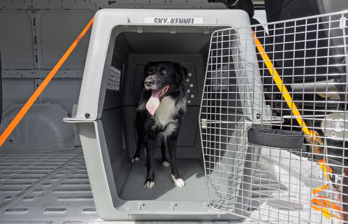 Dog preparing for international pet travel in a Sky Kennel.