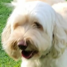 Sky's Trip to England's pet