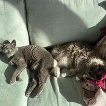 Blue & Zsa Zsa's pet