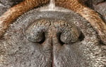 Snub nosed dog up close