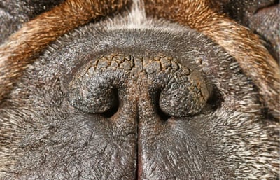 Snub nosed dog up close