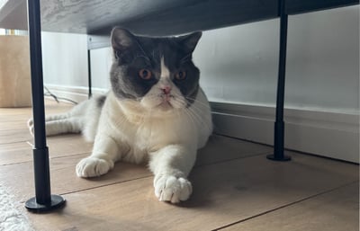 Snub-nosed cat hiding under a table.