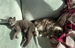 Two cats snuggled up on a couch.