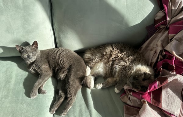 Two cats snuggled up on a couch.