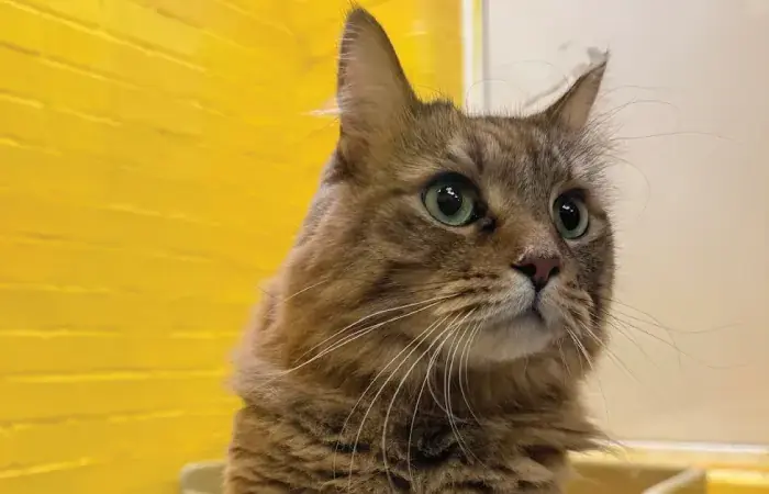 Ziggy and&nbsp;Friday's pet