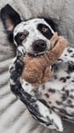 speckled dog holding a toy in its mouth and laying on a bed