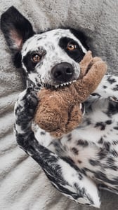 speckled dog holding a toy in its mouth and laying on a bed