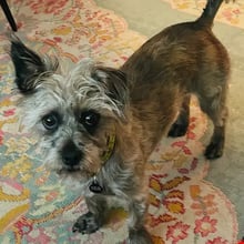 Sprout's Trip to Bangkok's pet