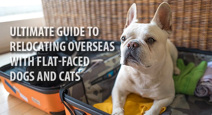 flat-faced-dog-ready-for-overseas-travel