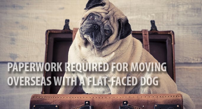 lovable-flat-faced-dog-in-luggage