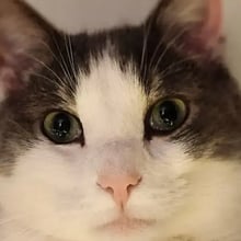 Steve's Trip to Scotland's pet