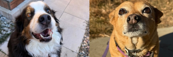 Two dogs looking up at their owner