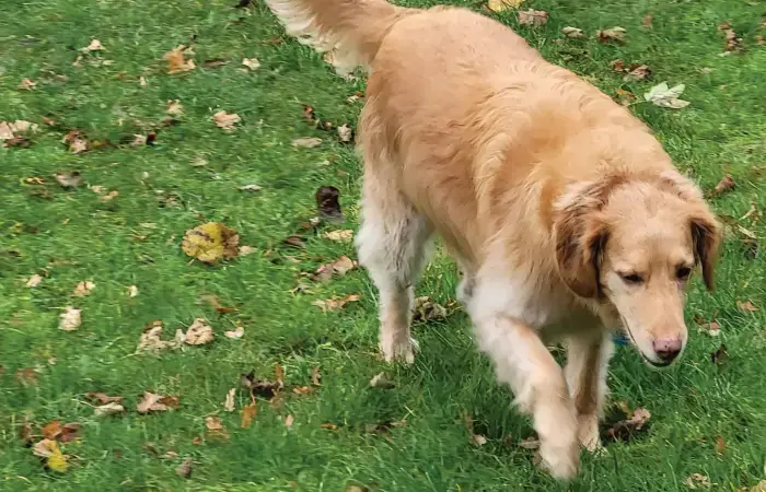 Jamie, Zoe, & Seven's pet