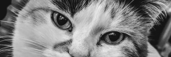 Close up image of a cat in black and white