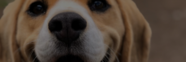 Close up image of a dog's face.
