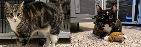 Two cats preparing to move to Thailand.