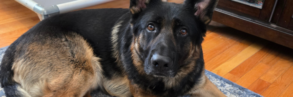 German Shepard dog looking up at camera.