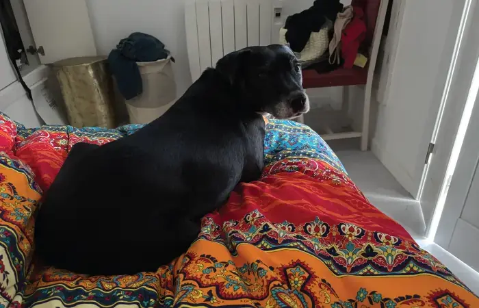 Jazzy & Puddin's pet