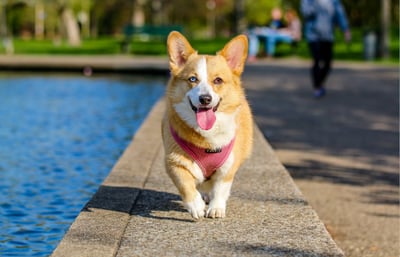 Dog running by a pool with tongue hanging out.