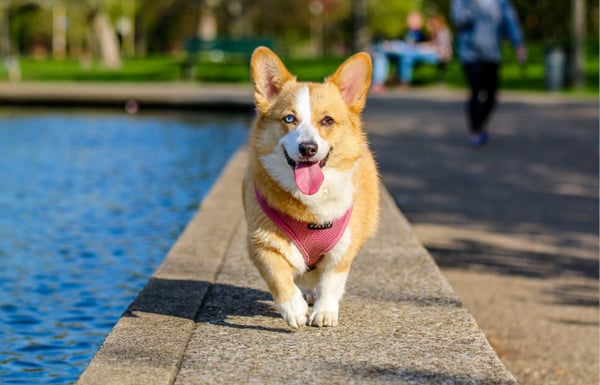 Dog running by a pool with tongue hanging out.