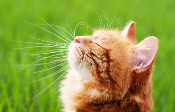 Cat outside enjoying the summer air.