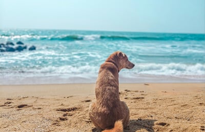 Dog sitting by the beach in summer.