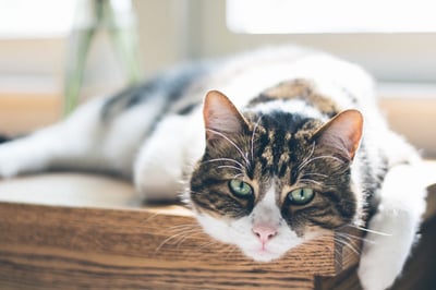 Tabby and white cat laying on table