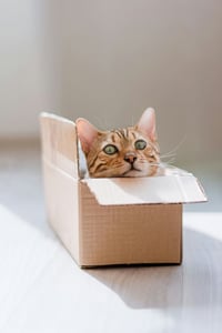 Tabby cat sitting in a box