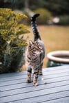 Tabby cat outside on a porch