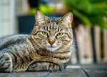 Tabby cat laying outside on a porch