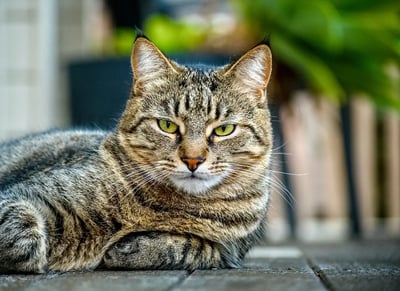Tabby cat laying outside on a porch