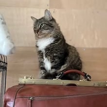 14 Pets to Ireland's pet