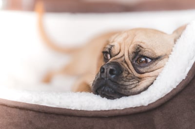 tan puggle in bed