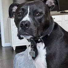 Terrier to Hawaii's pet