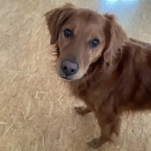 Toby's Trip to Germany's pet