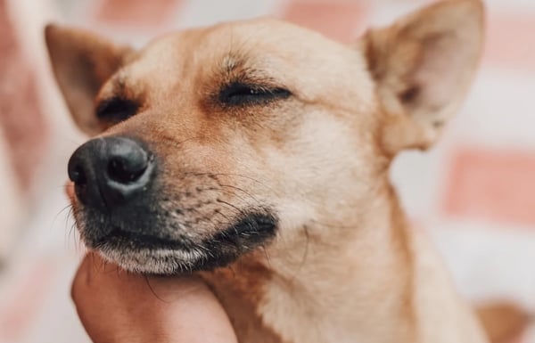 2026 Global Pet Travel Data Report