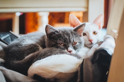 two cats snuggling in a bed