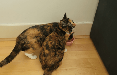 Two cats sharing a food bowl at their new home in France.
