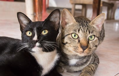 Two cats snuggled up close together