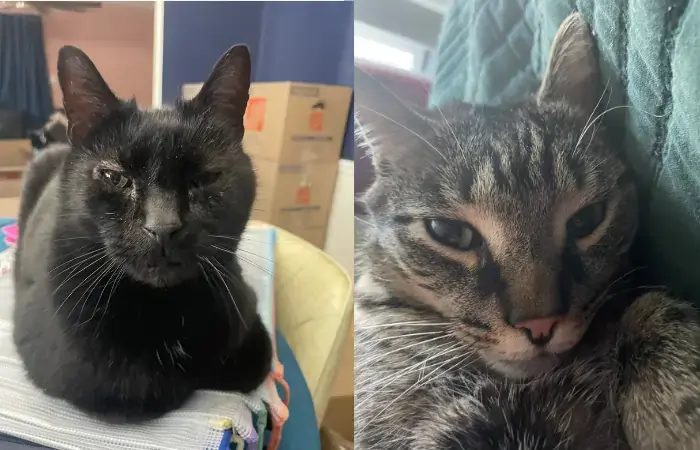 Gus and Belleau's pet