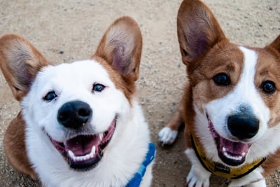 Two cute corgi dogs