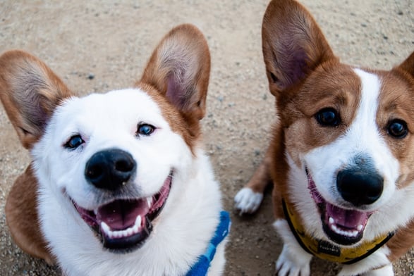 two cute corgis