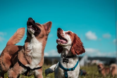 two dogs looking up at the sky