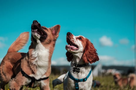 two dogs looking up